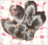 Новорождённые щенки Йорка (56 фото)